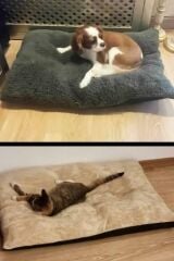 Patiderm Peluş Kedi ve Köpek Yatağı Yer Minderi - Karışık Renk XLarge