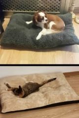 Patiderm Peluş Kedi ve Köpek Yatağı Yer Minderi - Karışık Renk 2XLarge